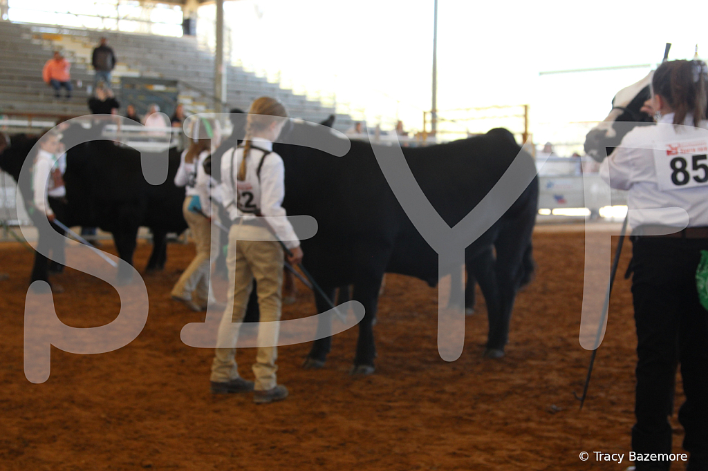 steer5158 - ID: 16103430 © Tracy Bazemore