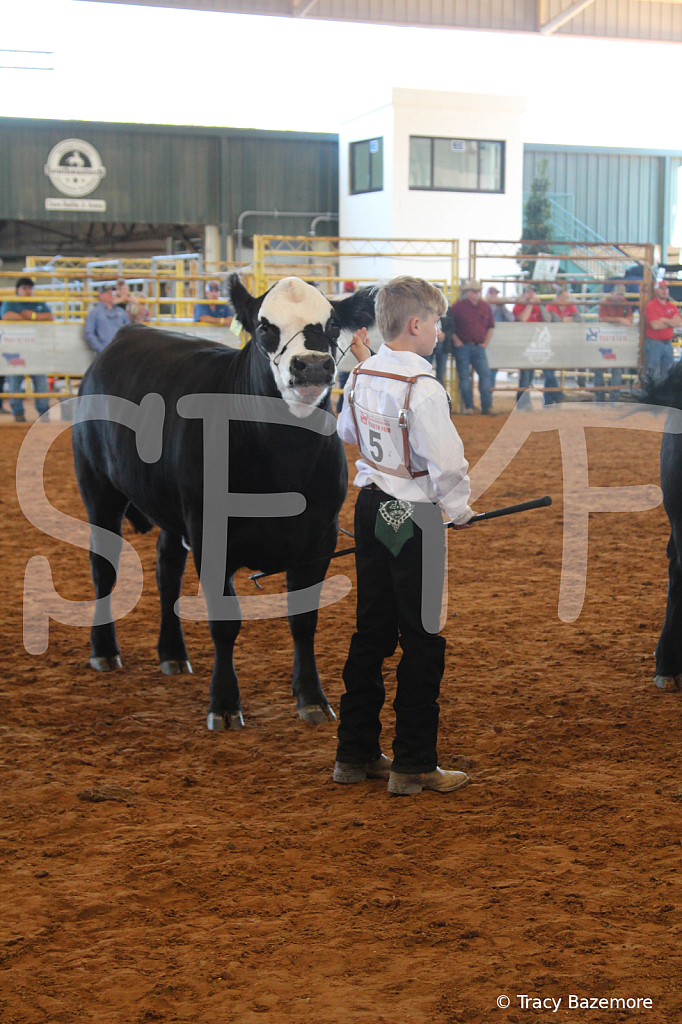 steer5161 - ID: 16103433 © Tracy Bazemore