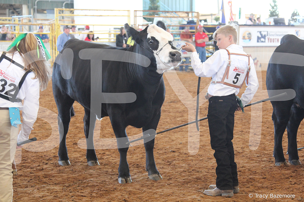 steer5163 - ID: 16103435 © Tracy Bazemore