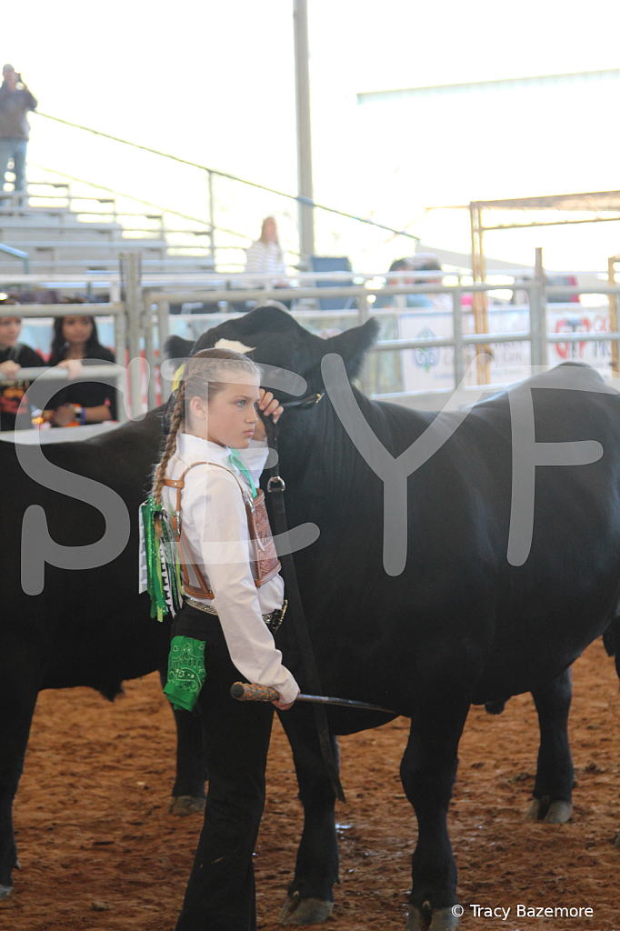 steer5168 - ID: 16103440 © Tracy Bazemore