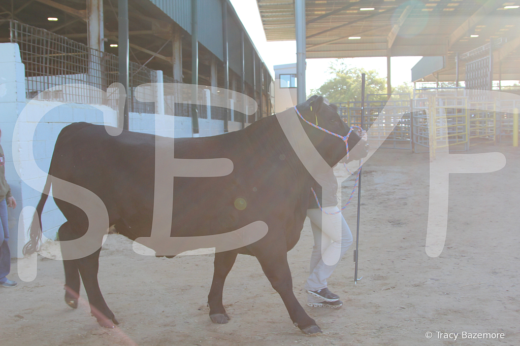 steer4637 - ID: 16103678 © Tracy Bazemore