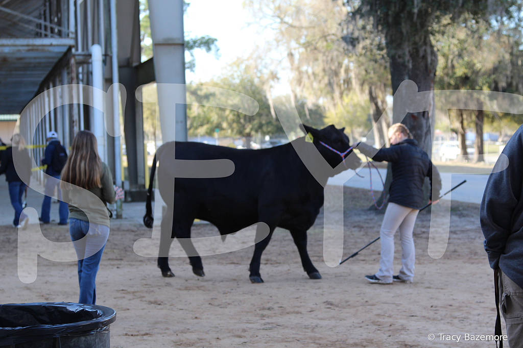 steer4639 - ID: 16103680 © Tracy Bazemore