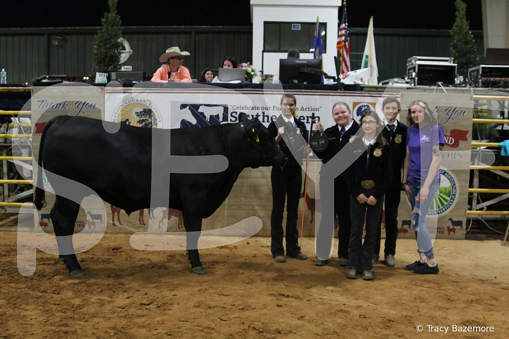 steer5392 - ID: 16101653 © Tracy Bazemore