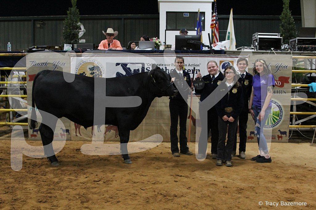 steer5393 - ID: 16101654 © Tracy Bazemore