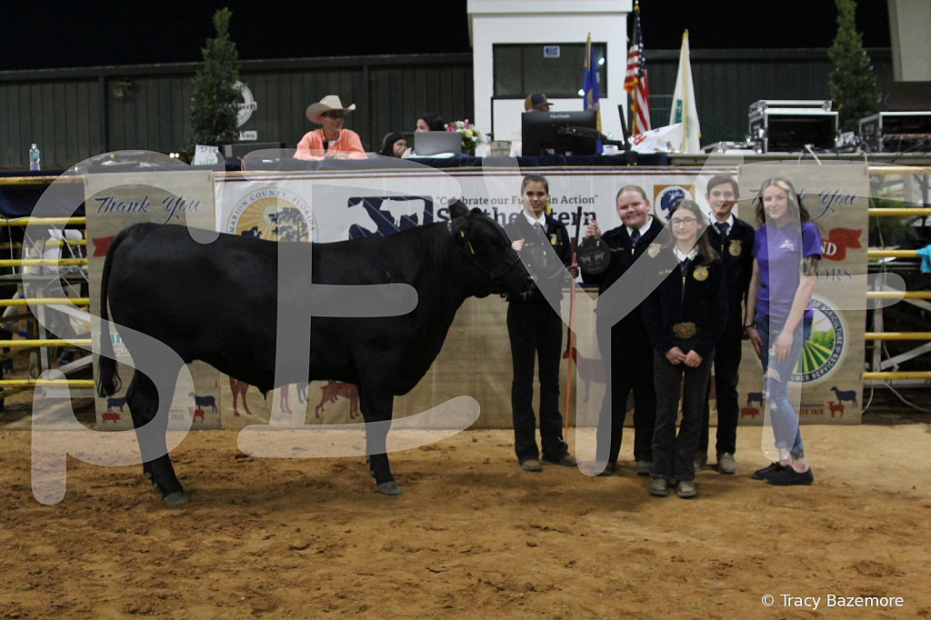 steer5394 - ID: 16101655 © Tracy Bazemore