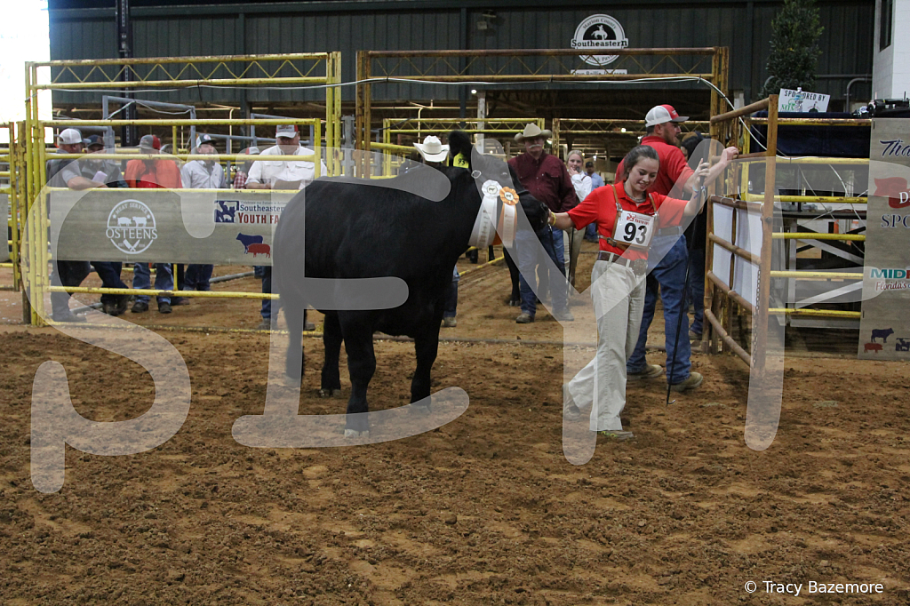steer5397 - ID: 16101658 © Tracy Bazemore