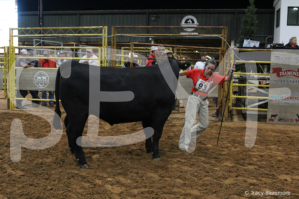 steer5398 - ID: 16101659 © Tracy Bazemore