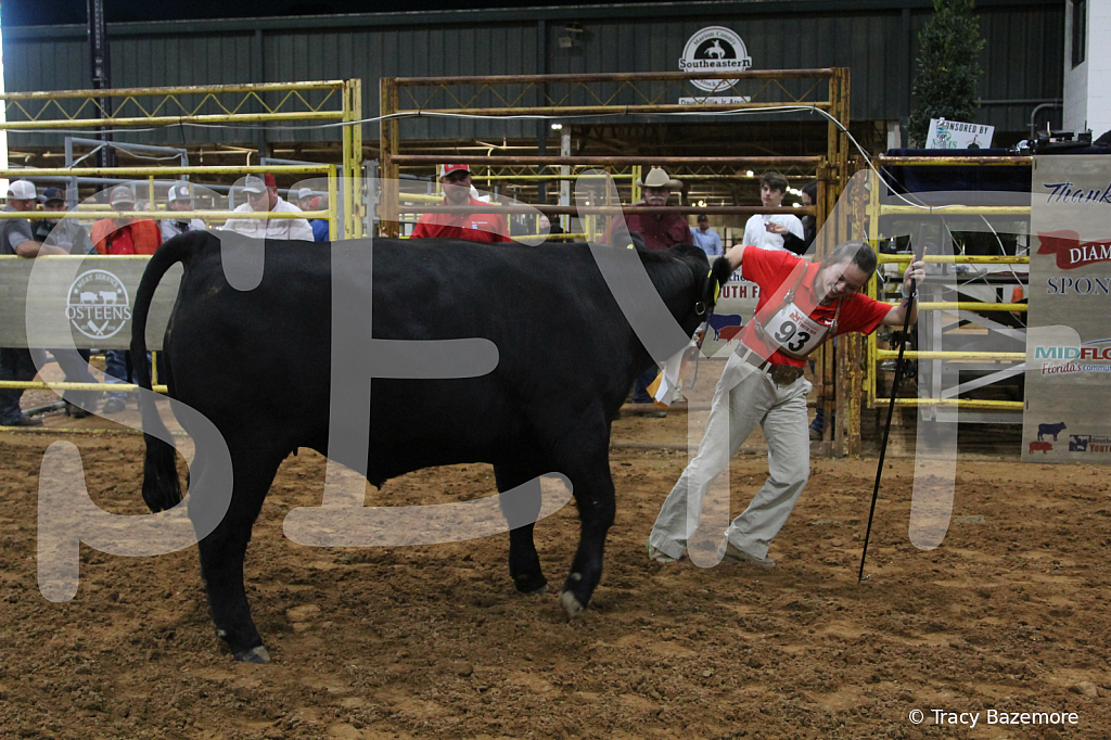 steer5399 - ID: 16101660 © Tracy Bazemore