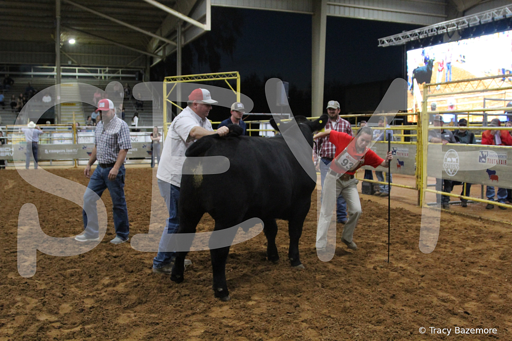 steer5403 - ID: 16101664 © Tracy Bazemore