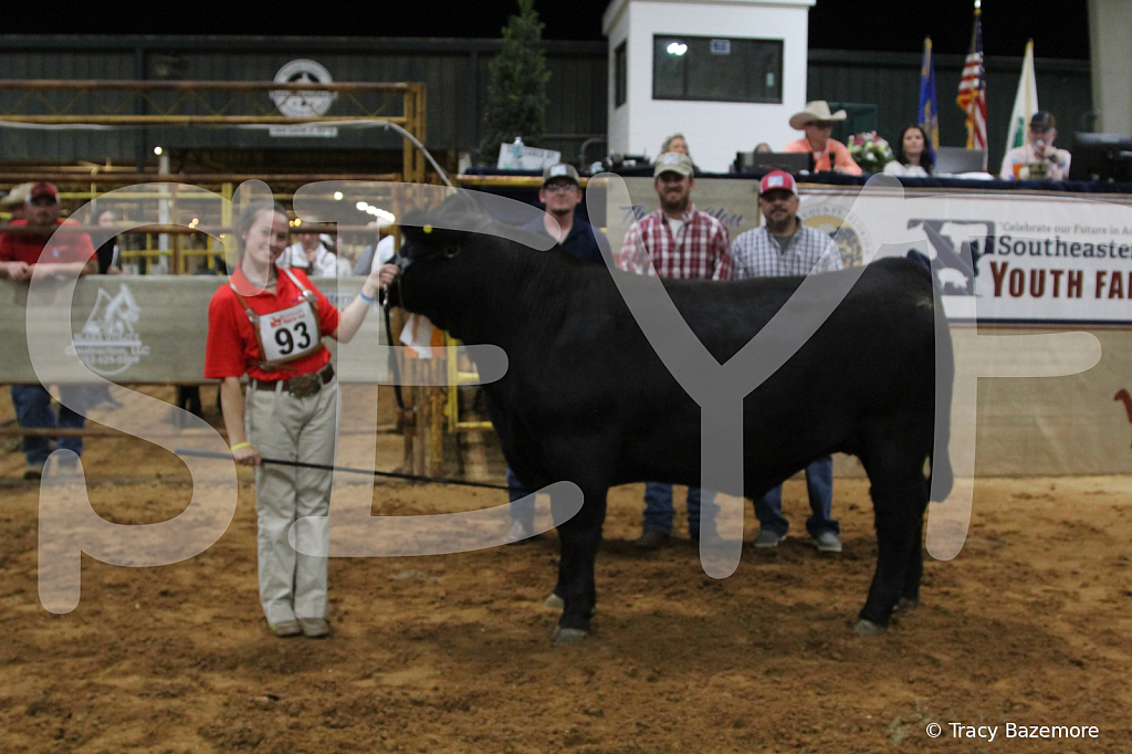 steer5404 - ID: 16101665 © Tracy Bazemore