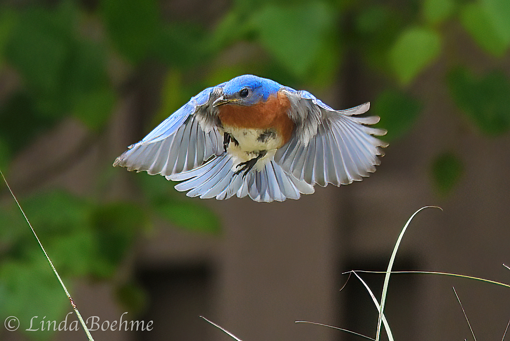 Blue Bird in Flight