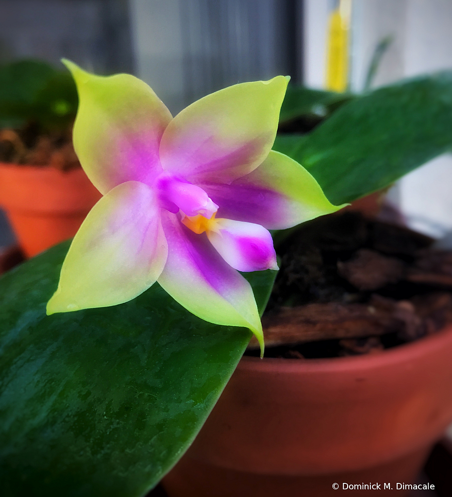 ~ ~ BLOOMING ORCHID ~ ~ 