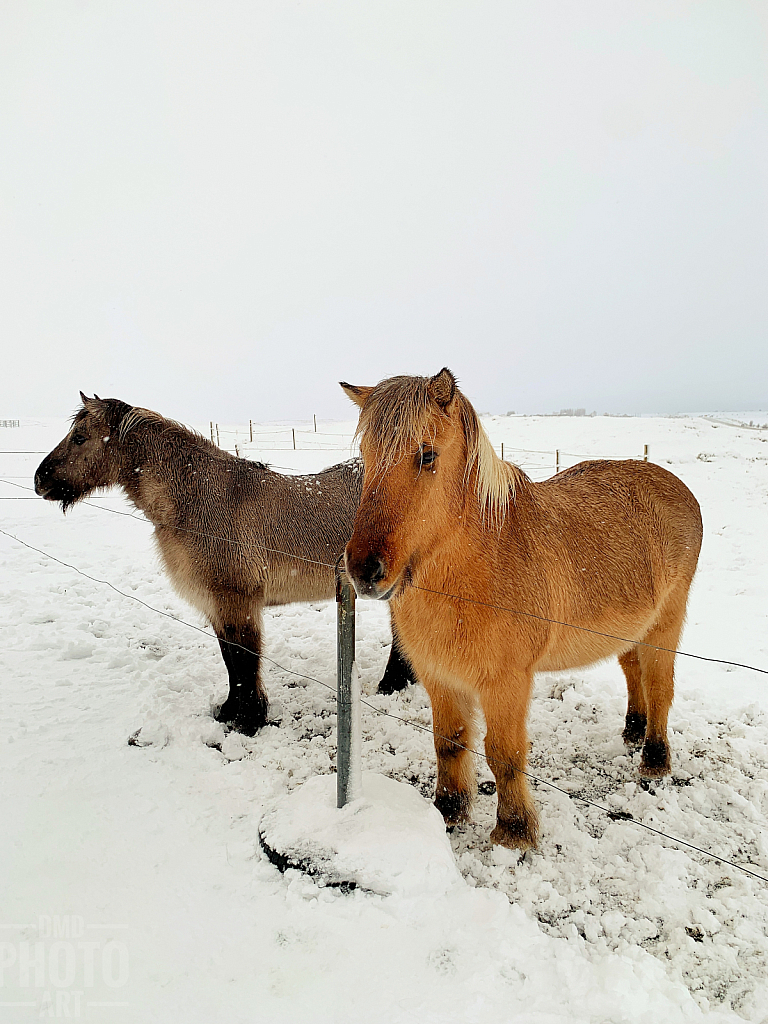 ~ ~ ICELANDIC HORSES ~ ~ 