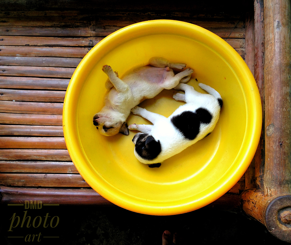 ~ ~ PUPPIES IN THE BASIN ~ ~ 