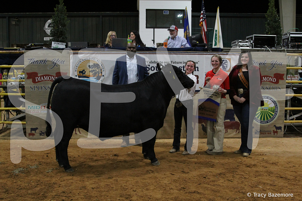 steer3740 - ID: 16102009 © Tracy Bazemore