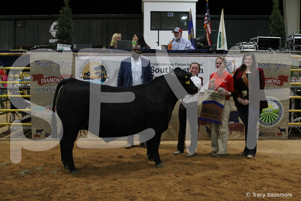 steer3741 - ID: 16102011 © Tracy Bazemore