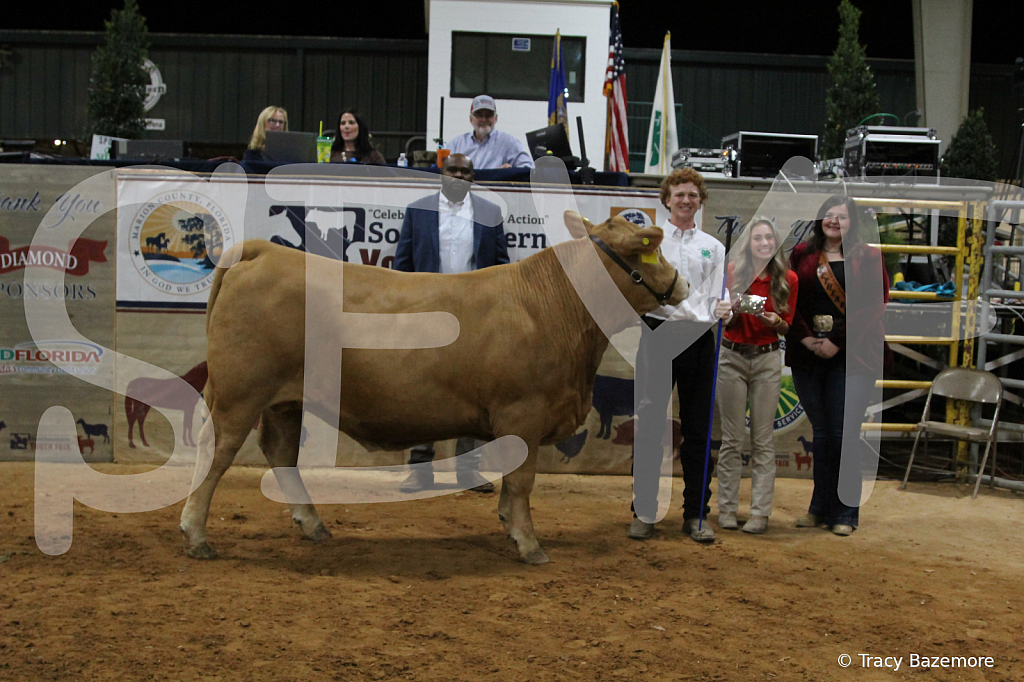 steer3742 - ID: 16102012 © Tracy Bazemore
