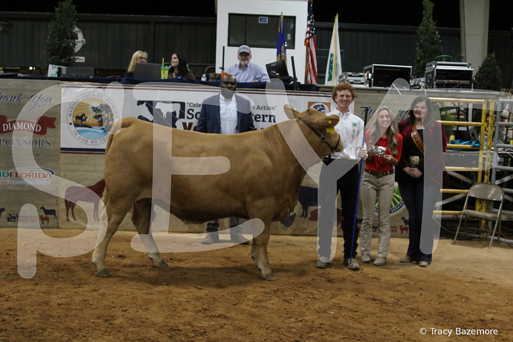 steer3743 - ID: 16102013 © Tracy Bazemore