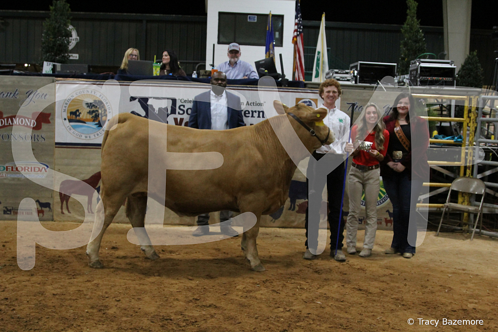 steer3744 - ID: 16102014 © Tracy Bazemore