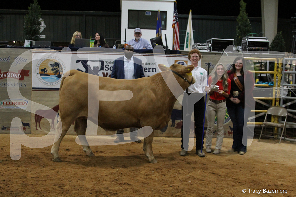steer3745 - ID: 16102015 © Tracy Bazemore