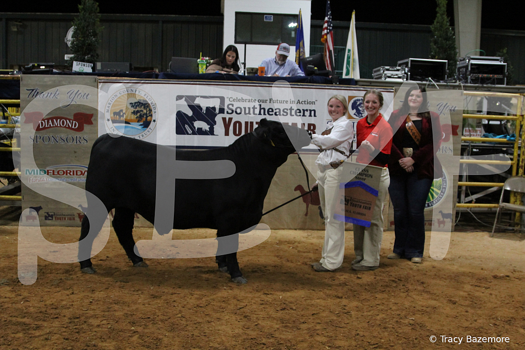 steer3790 - ID: 16102058 © Tracy Bazemore