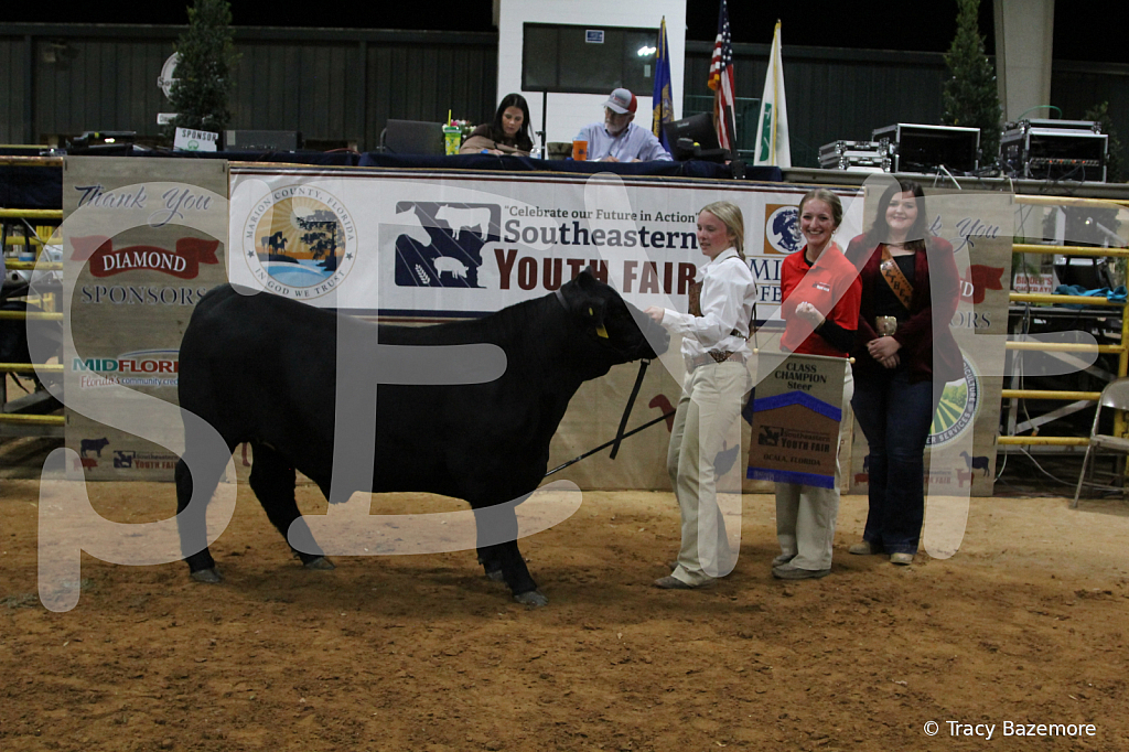 steer3792 - ID: 16102059 © Tracy Bazemore