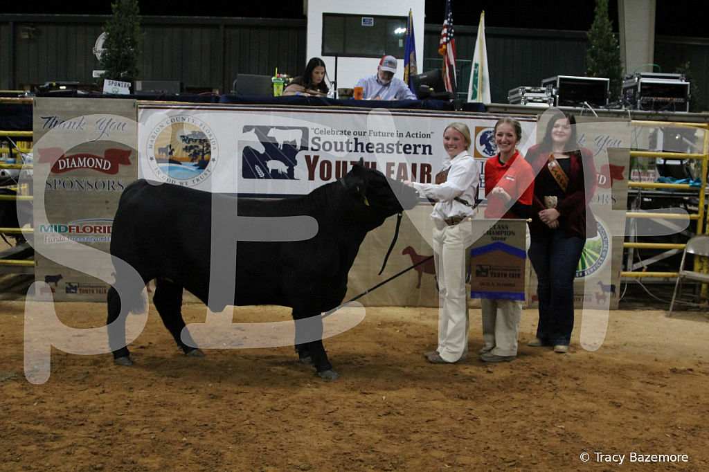 steer3791 - ID: 16102060 © Tracy Bazemore