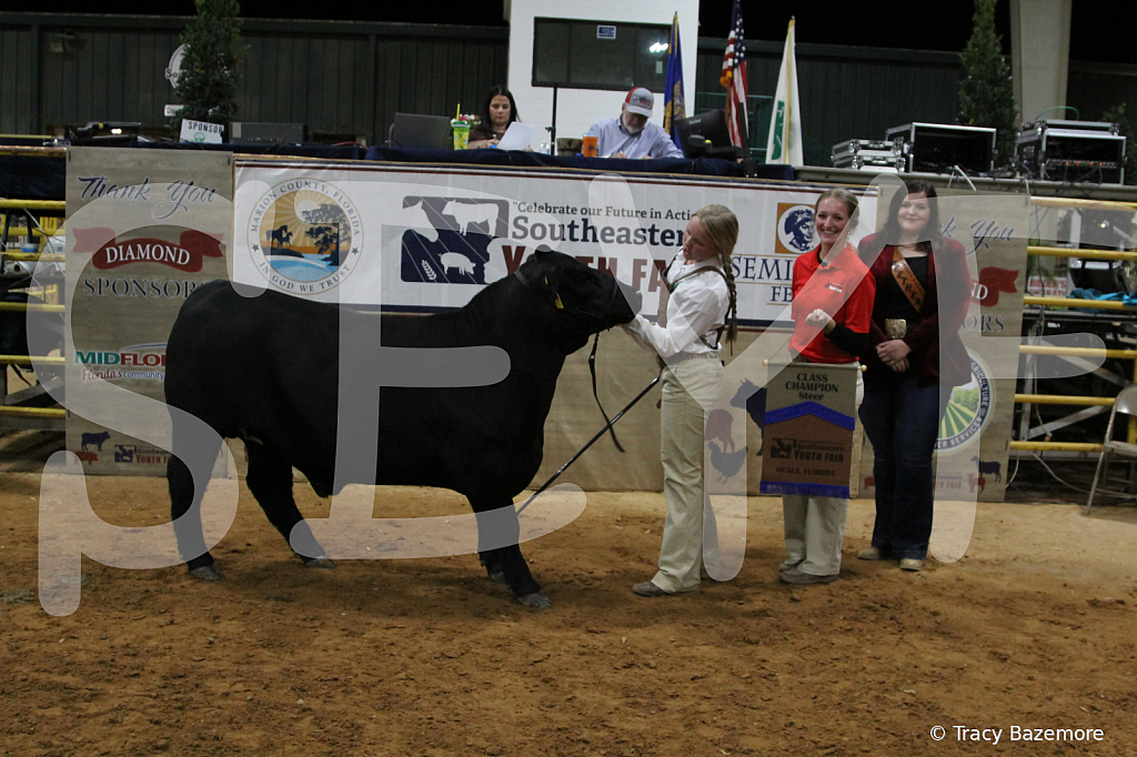 steer3793 - ID: 16102061 © Tracy Bazemore