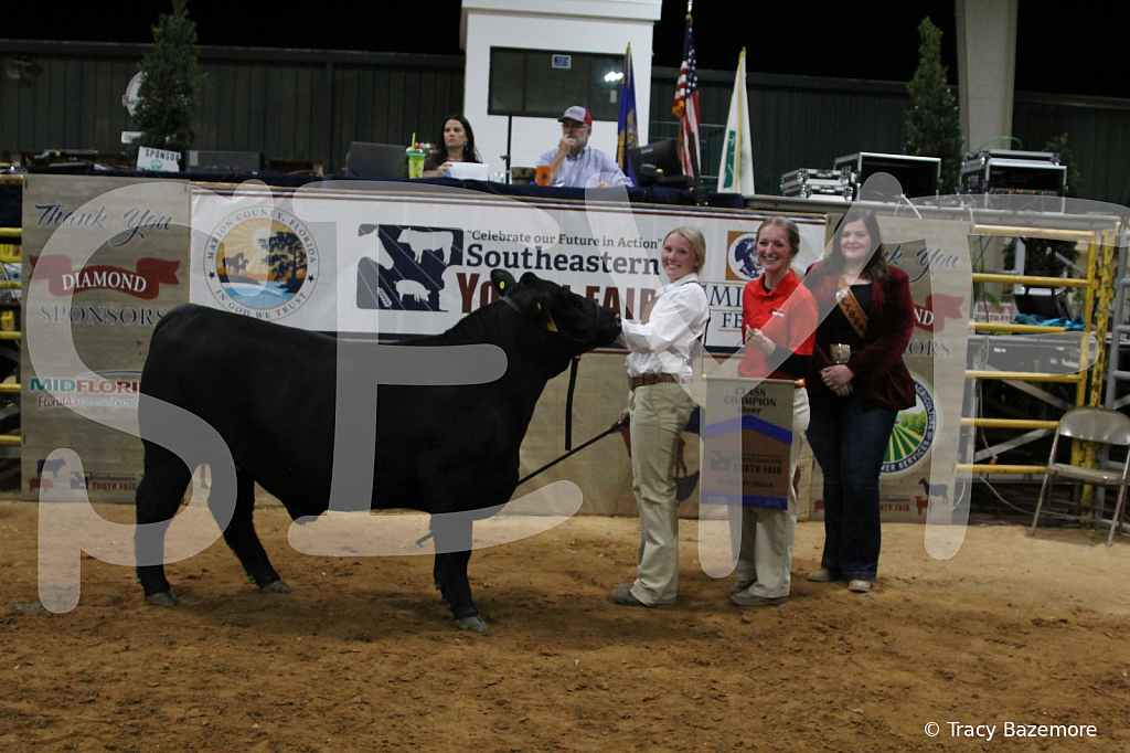 steer3794 - ID: 16102062 © Tracy Bazemore