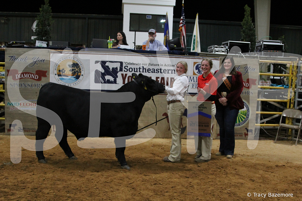 steer3795 - ID: 16102063 © Tracy Bazemore