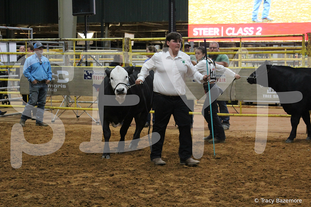 steer3842 - ID: 16102109 © Tracy Bazemore