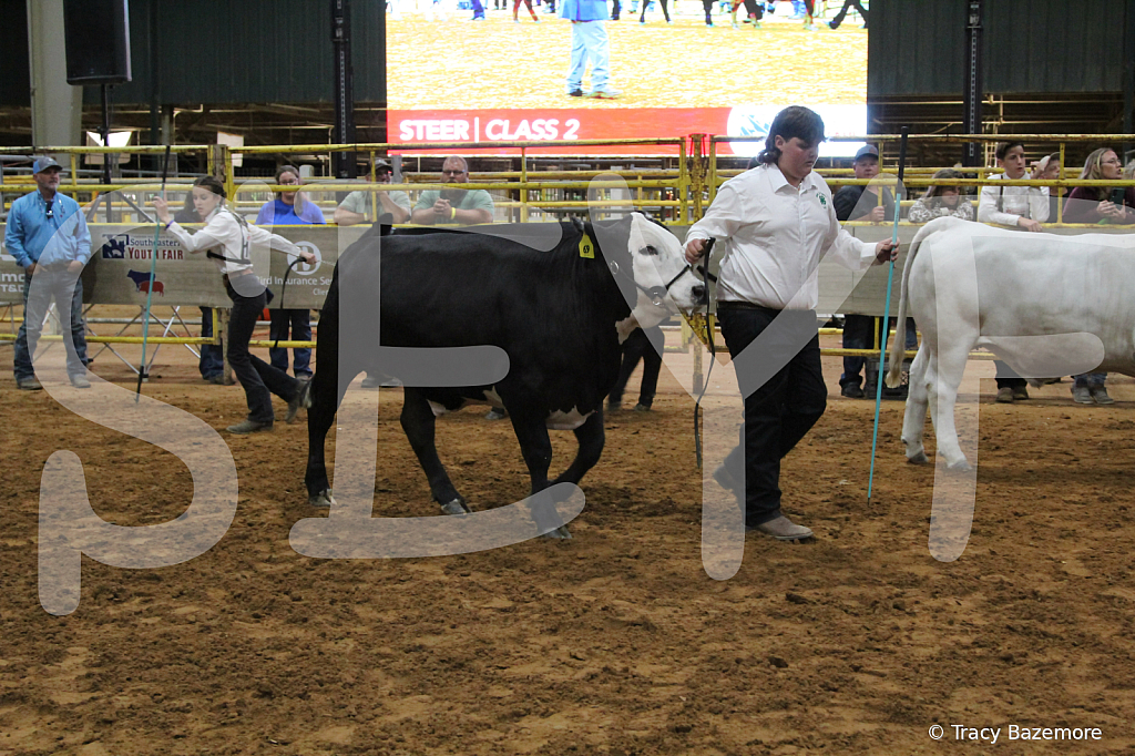 steer3843 - ID: 16102111 © Tracy Bazemore