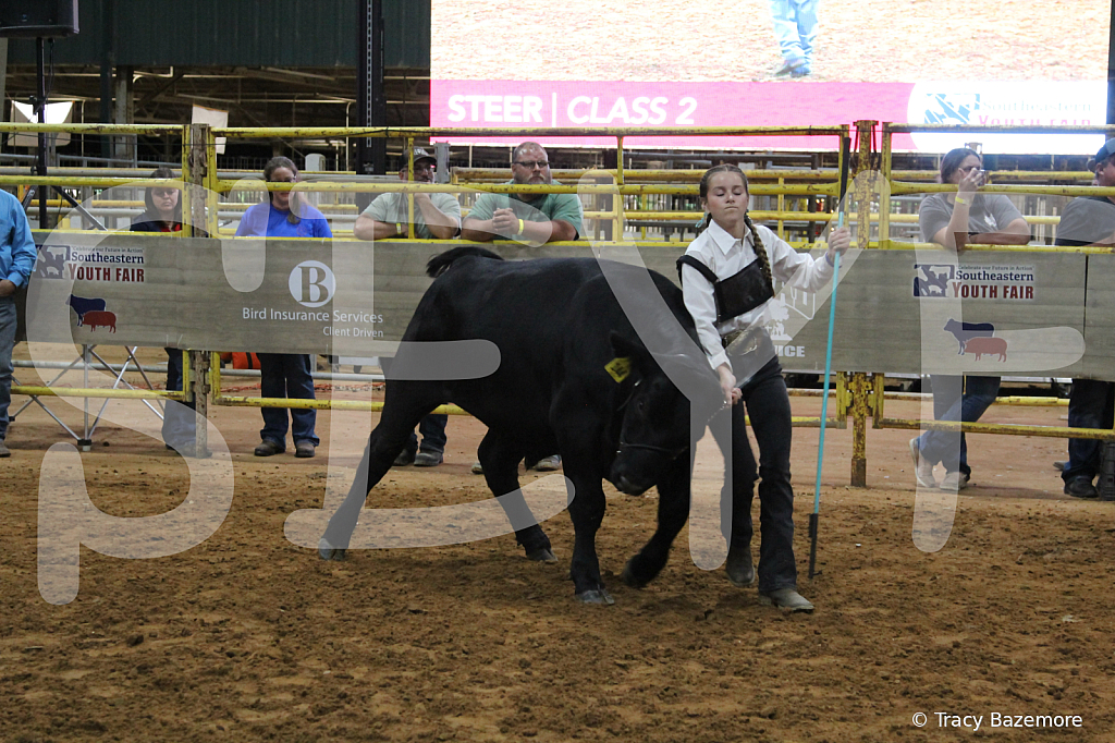 steer3844 - ID: 16102110 © Tracy Bazemore