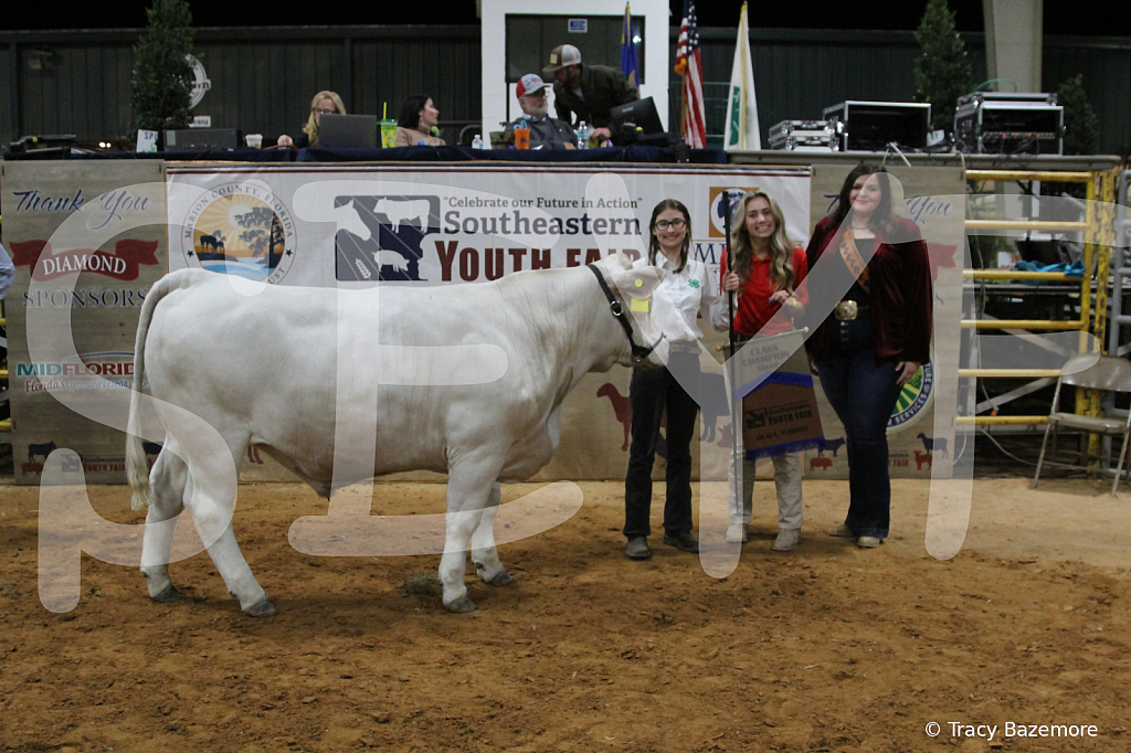 steer3845 - ID: 16102112 © Tracy Bazemore