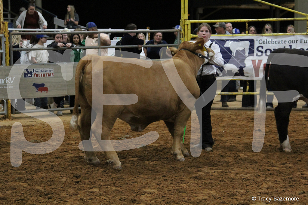 steer3903 - ID: 16102169 © Tracy Bazemore