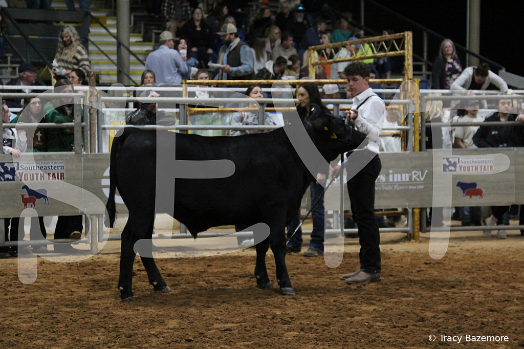 steer3904 - ID: 16102170 © Tracy Bazemore