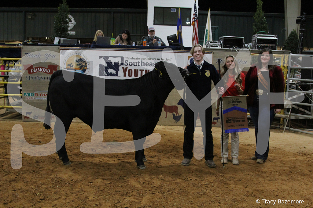 steer3905 - ID: 16102171 © Tracy Bazemore