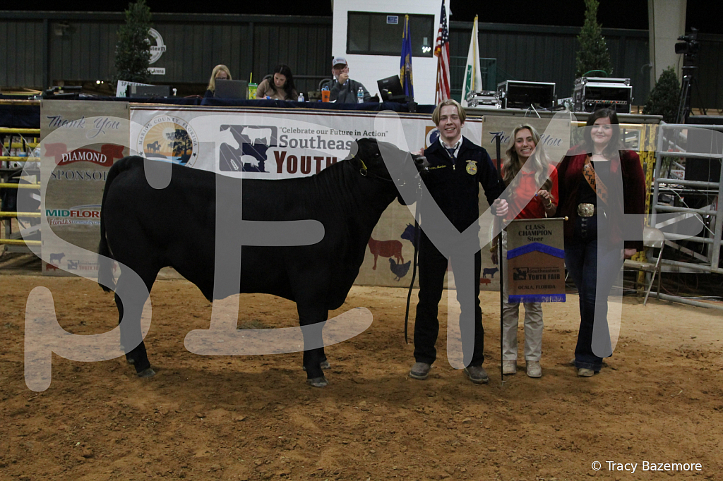 steer3906 - ID: 16102172 © Tracy Bazemore