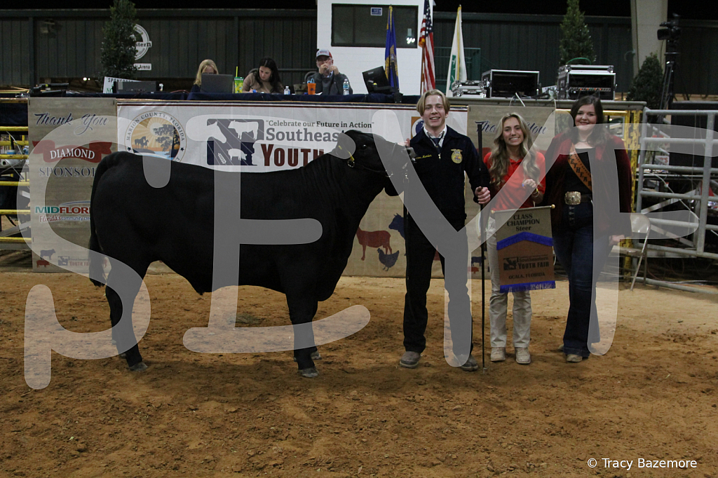 steer3907 - ID: 16102173 © Tracy Bazemore