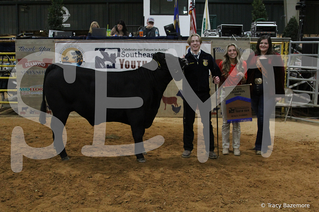 steer3908 - ID: 16102174 © Tracy Bazemore