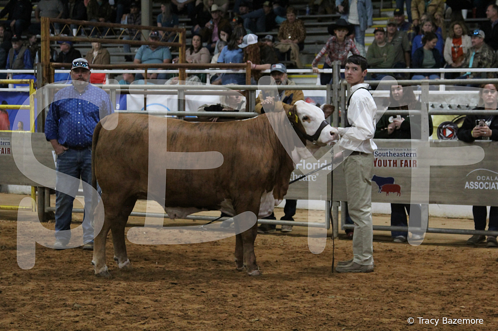 steer3964 - ID: 16102228 © Tracy Bazemore