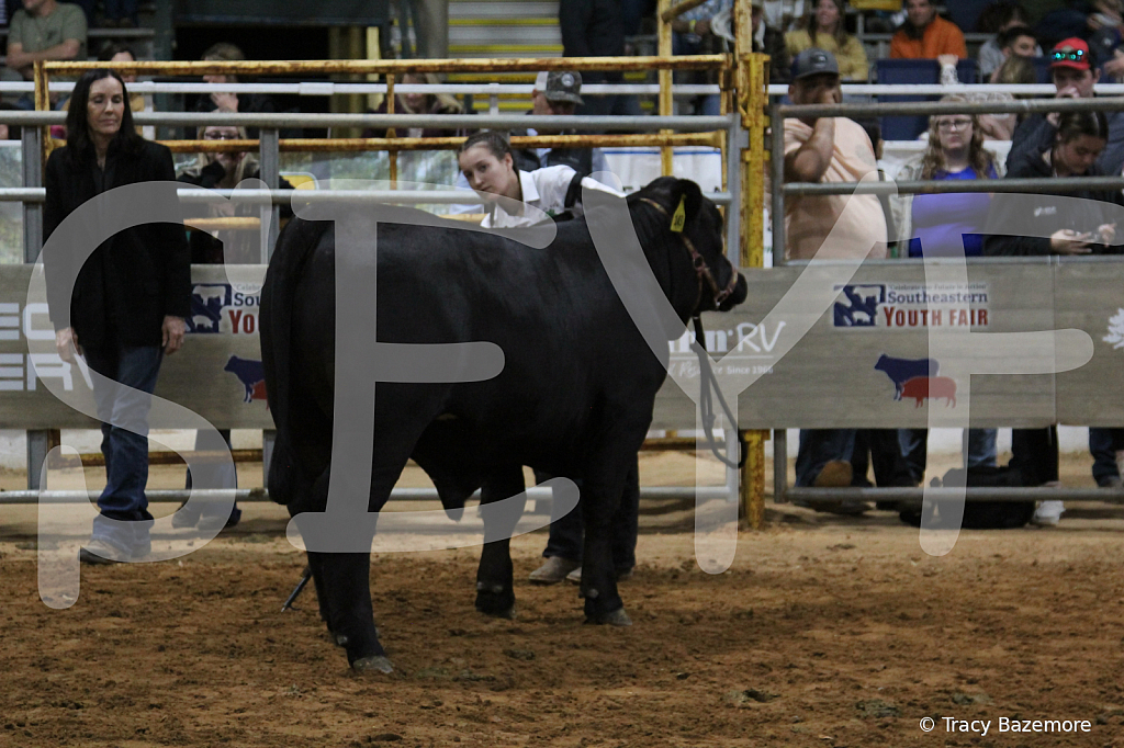 steer3965 - ID: 16102229 © Tracy Bazemore