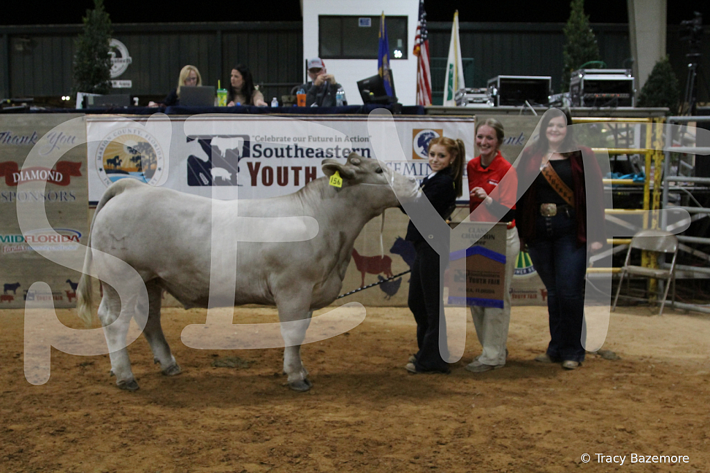 steer3969 - ID: 16102233 © Tracy Bazemore