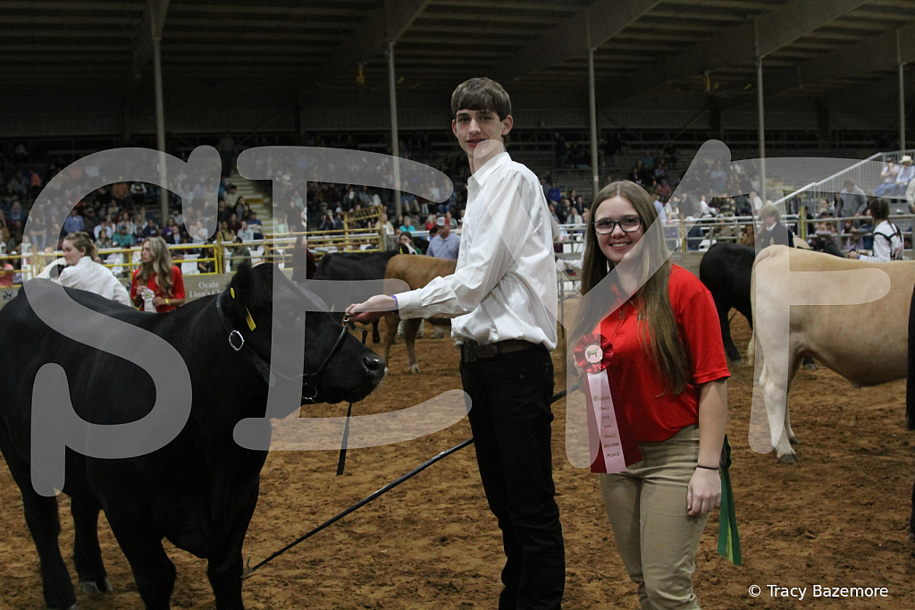 steer3971 - ID: 16102235 © Tracy Bazemore