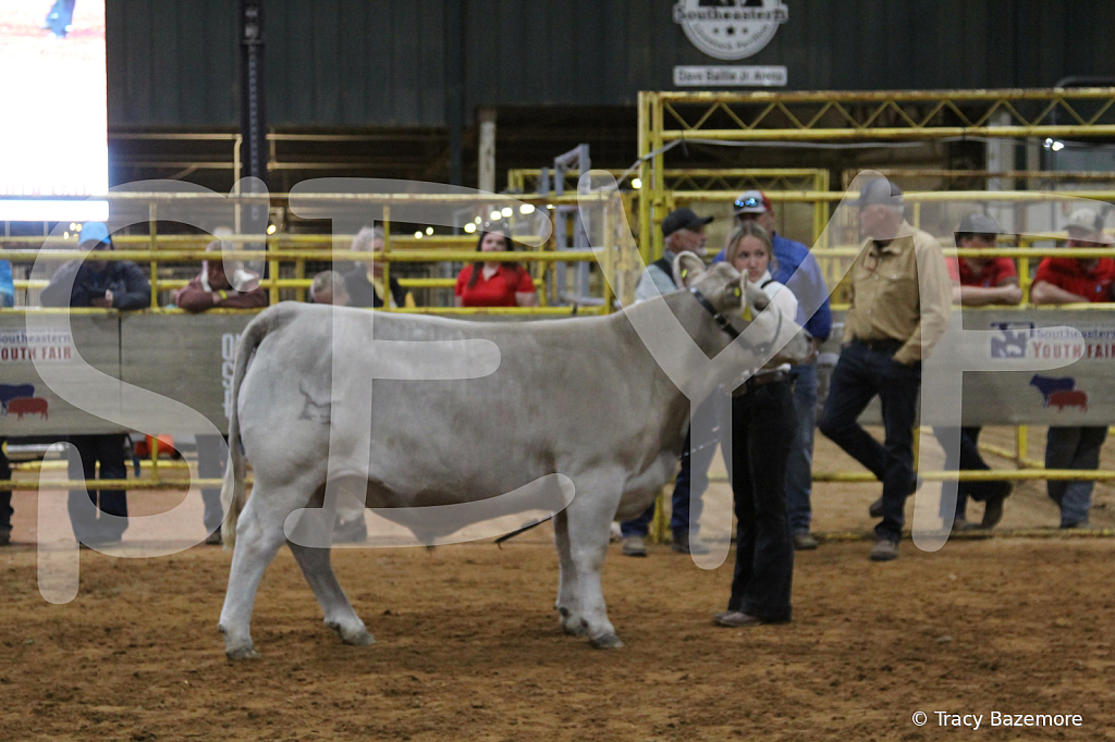 steer4012 - ID: 16102275 © Tracy Bazemore