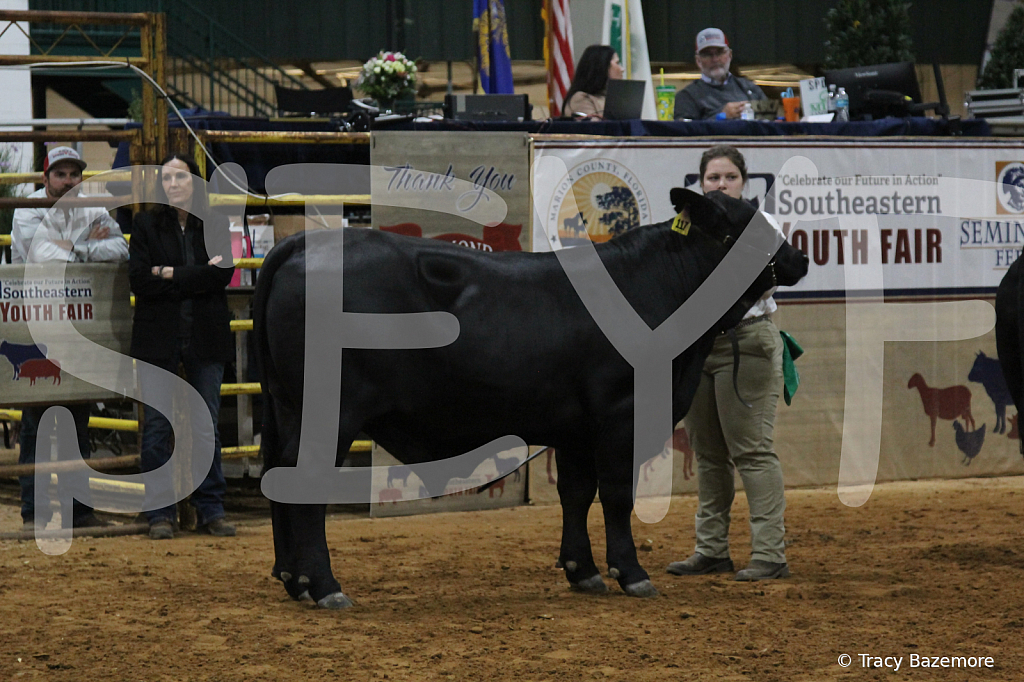 steer4013 - ID: 16102276 © Tracy Bazemore