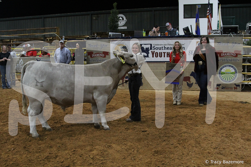 steer4016 - ID: 16102279 © Tracy Bazemore
