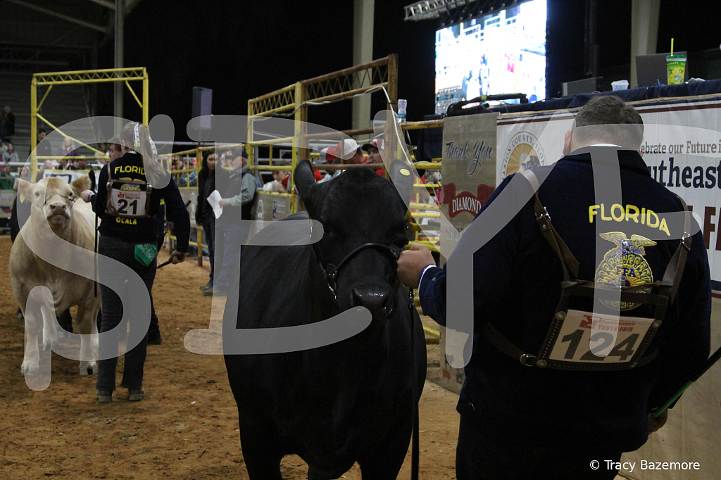 steer4072 - ID: 16102339 © Tracy Bazemore