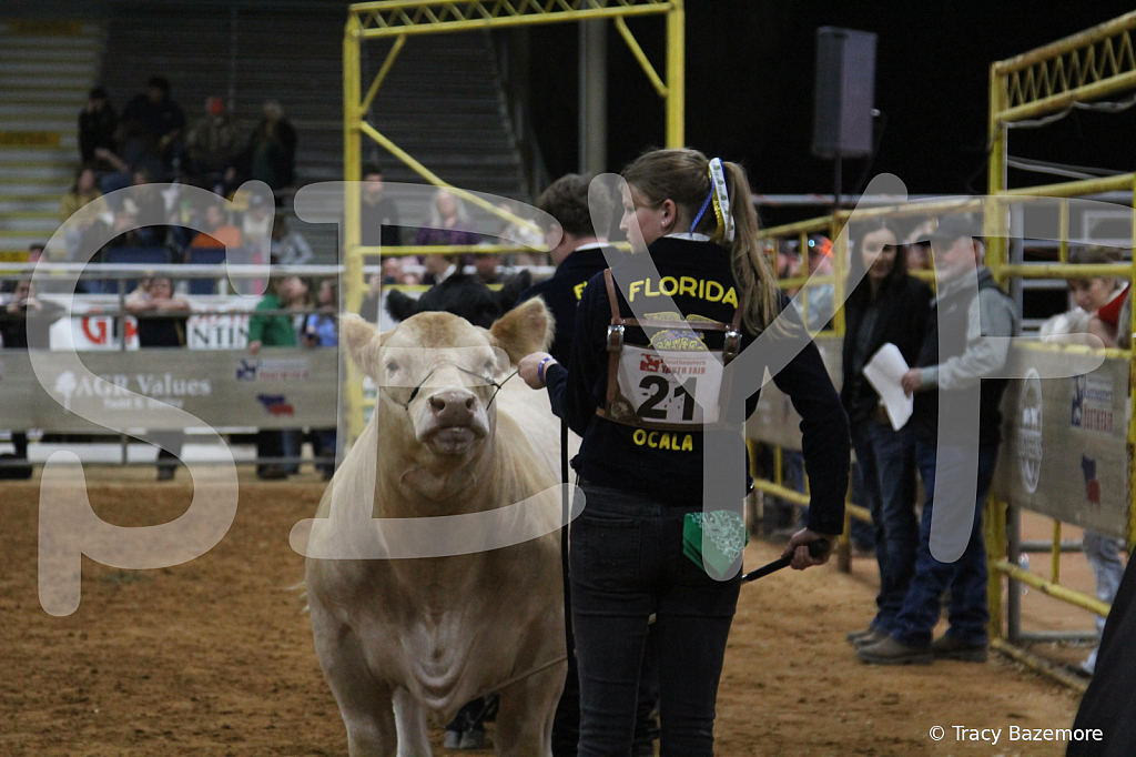 steer4073 - ID: 16102340 © Tracy Bazemore