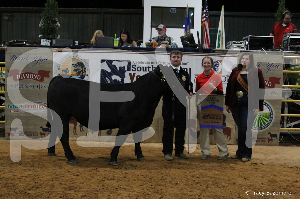 steer4075 - ID: 16102342 © Tracy Bazemore